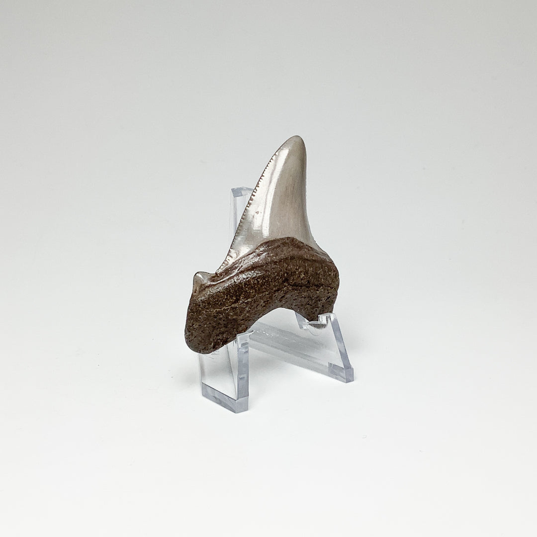 Fossilized Shark Tooth Specimen: Early Megalodon