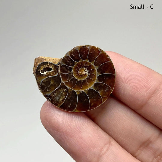 Chambered Ammonite