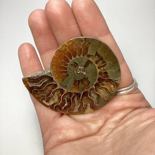 Chambered Ammonite