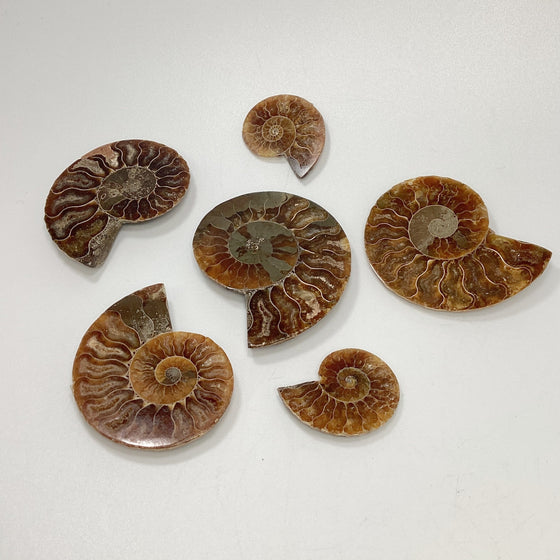 Chambered Ammonite