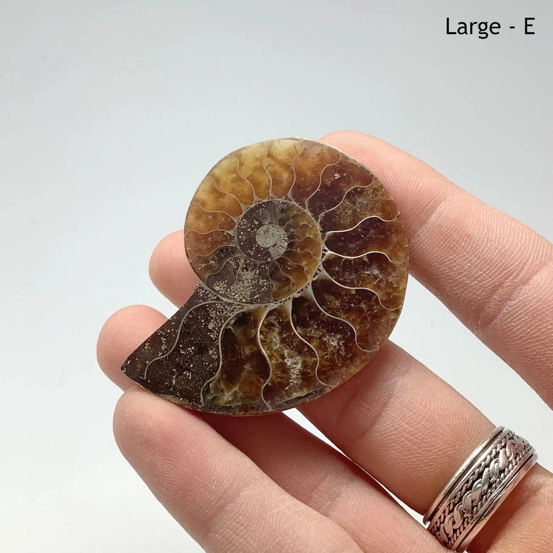 Chambered Ammonite