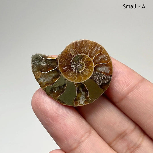 Chambered Ammonite