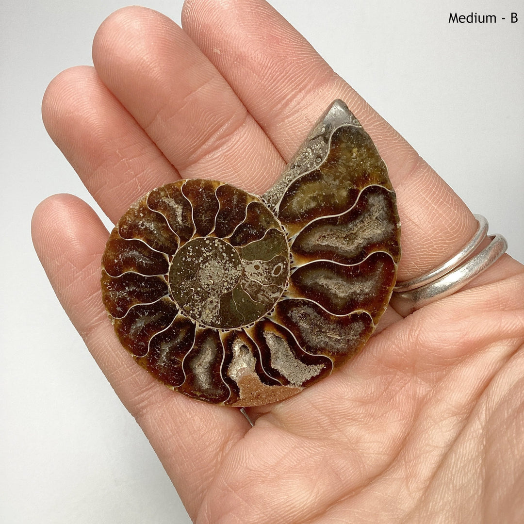 Chambered Ammonite