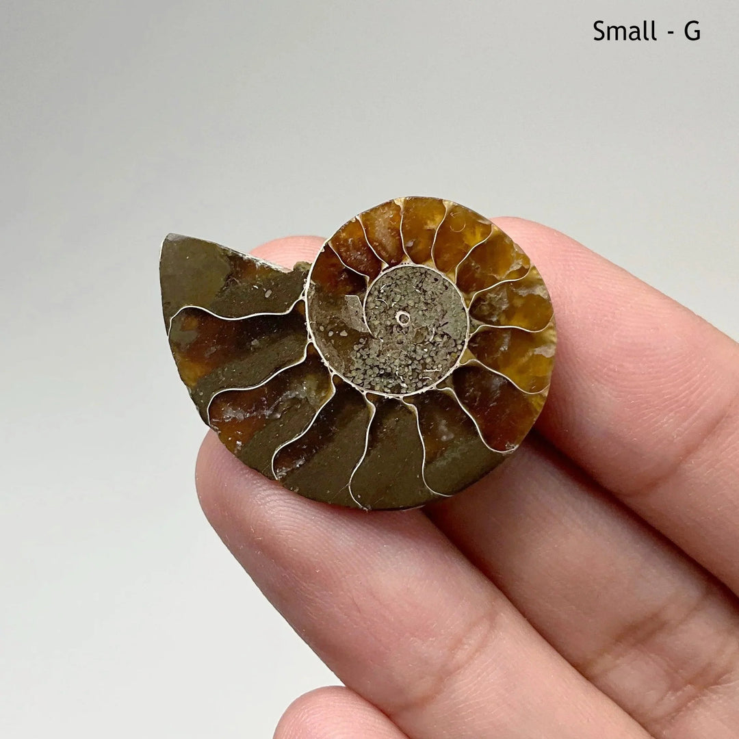 Chambered Ammonite