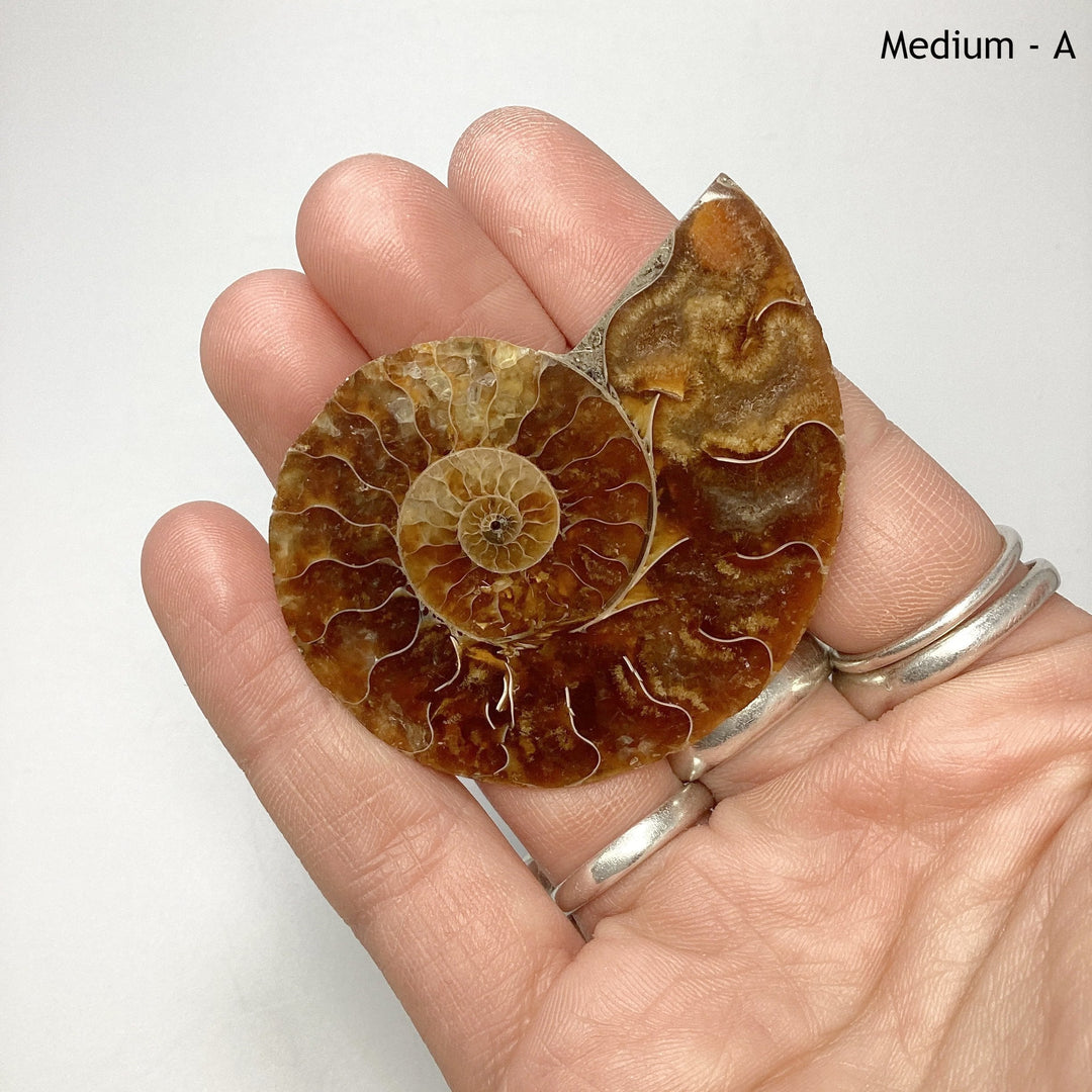 Chambered Ammonite