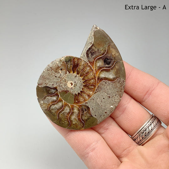 Chambered Ammonite