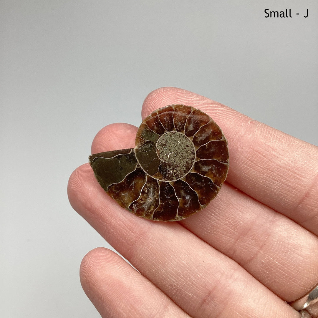 Chambered Ammonite