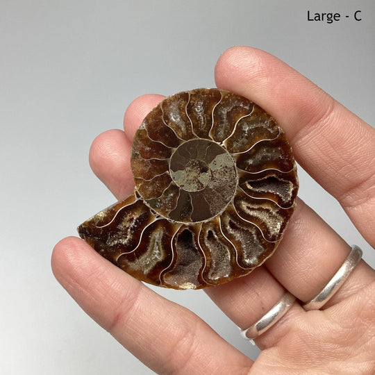 Chambered Ammonite