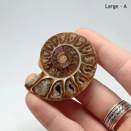 Chambered Ammonite