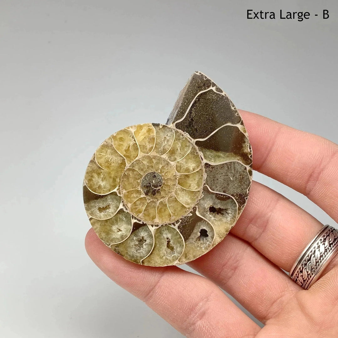 Chambered Ammonite