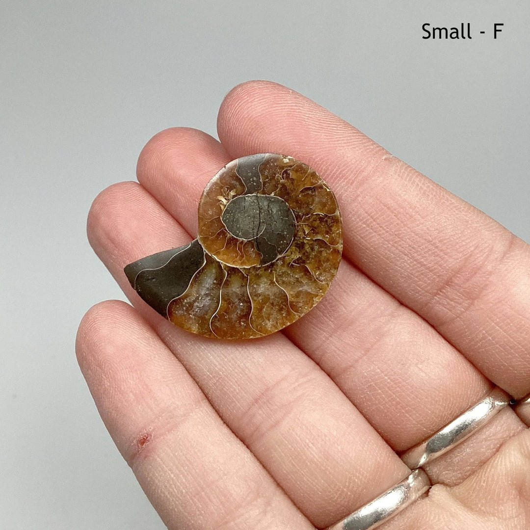 Chambered Ammonite