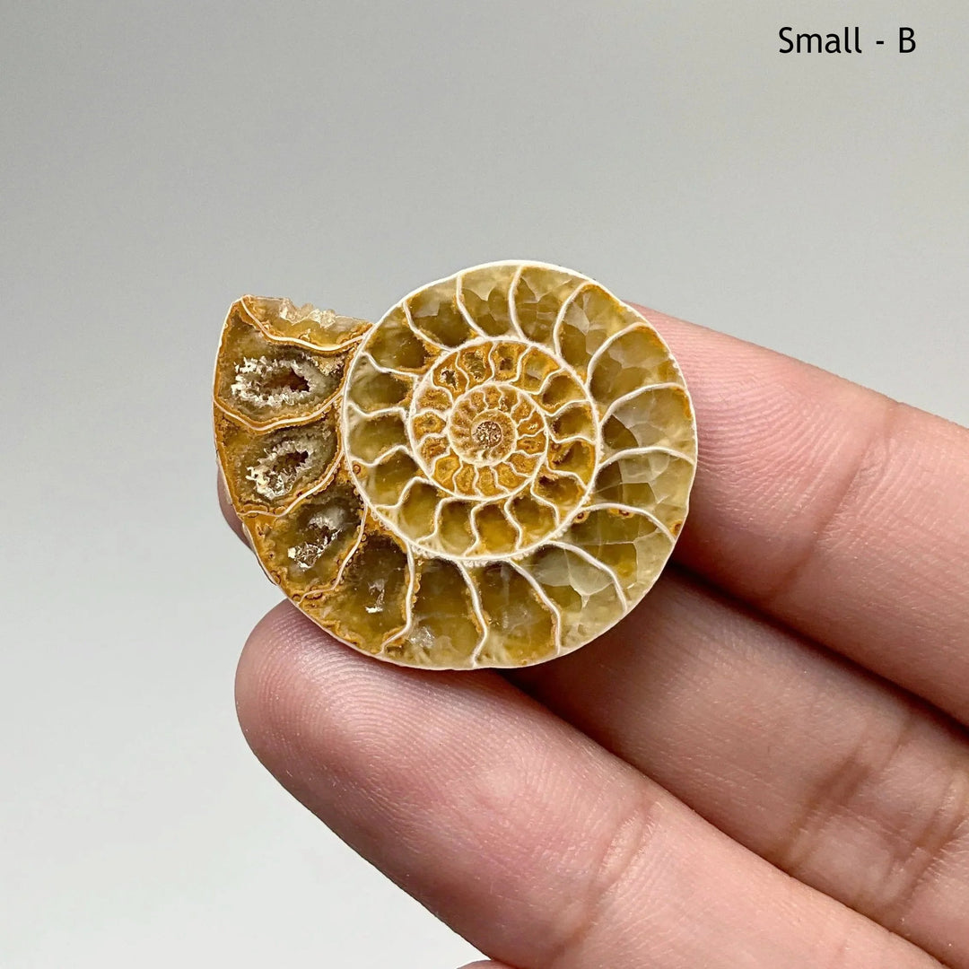 Chambered Ammonite