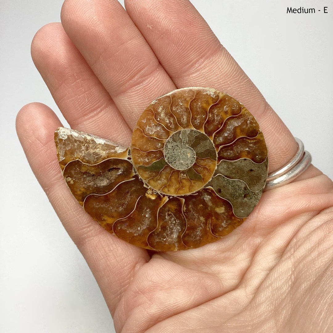 Chambered Ammonite