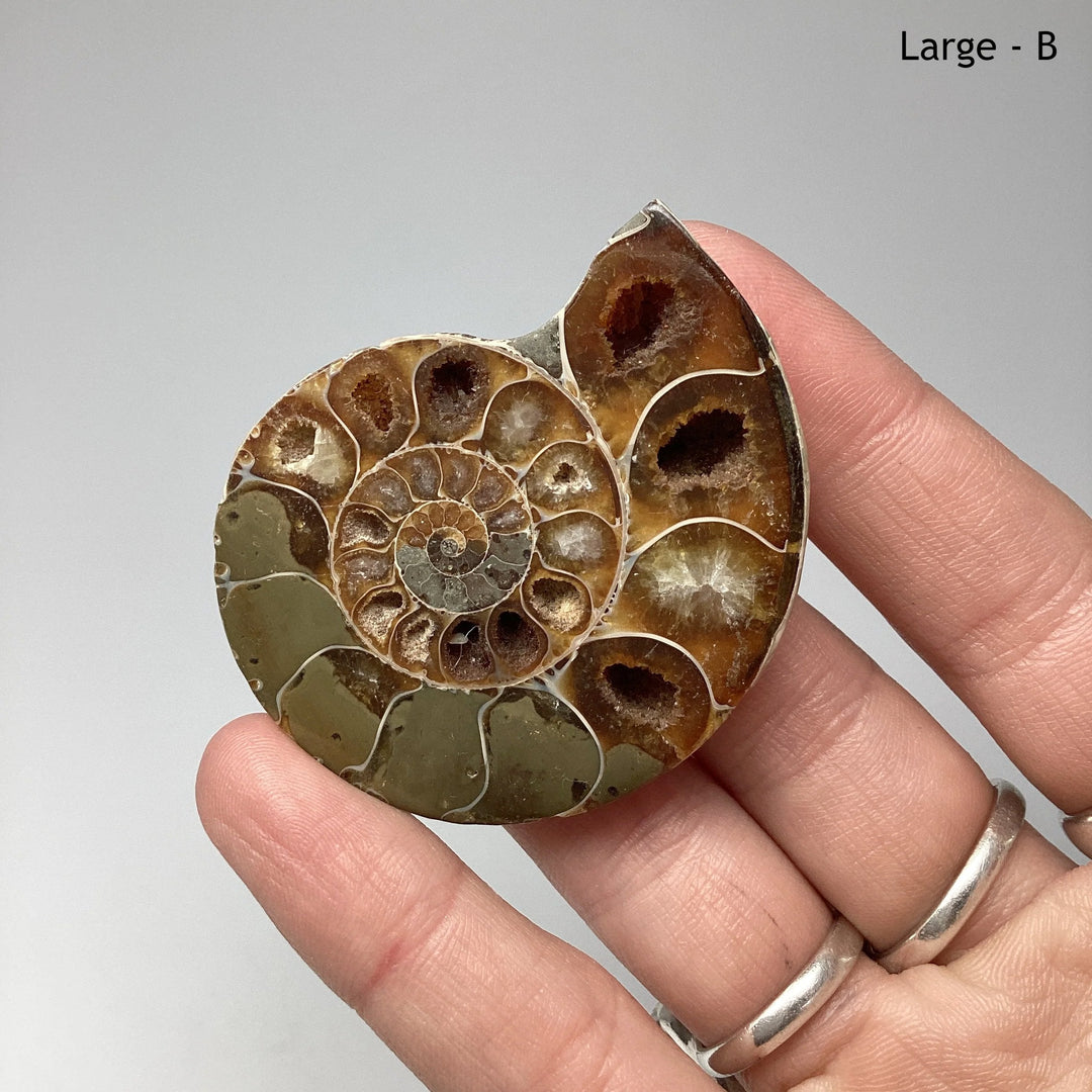 Chambered Ammonite