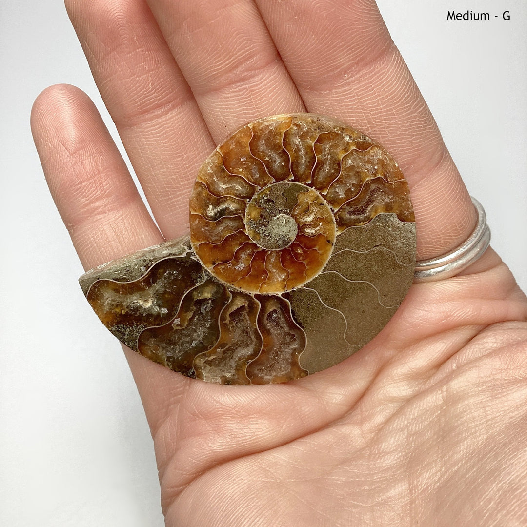 Chambered Ammonite