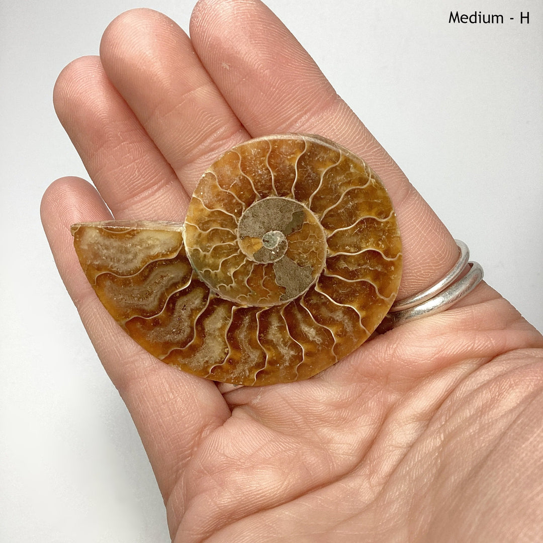 Chambered Ammonite