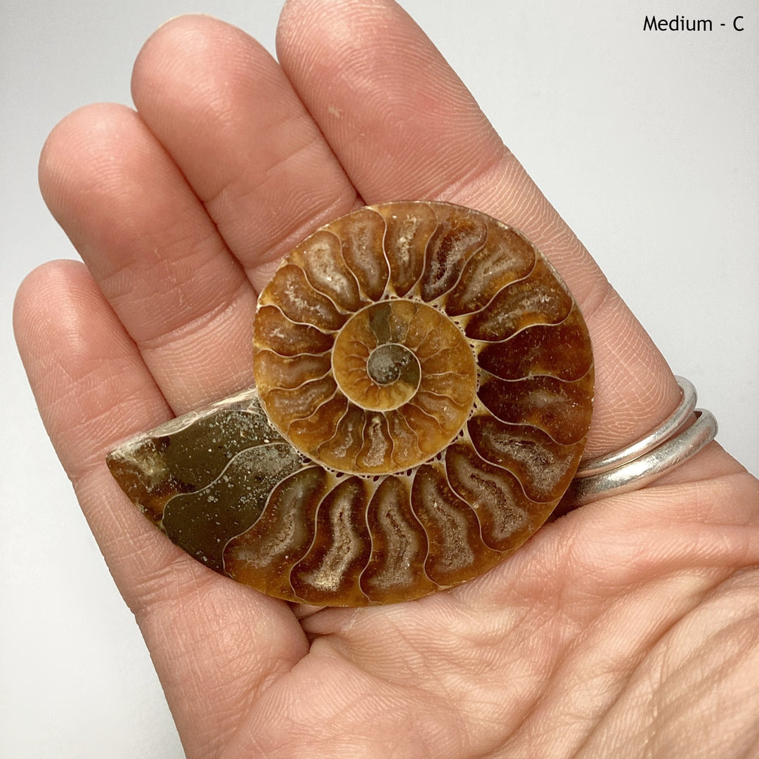 Chambered Ammonite