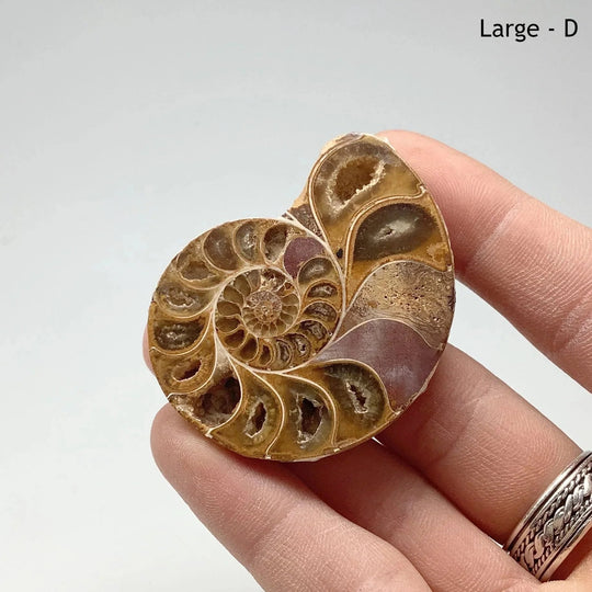 Chambered Ammonite