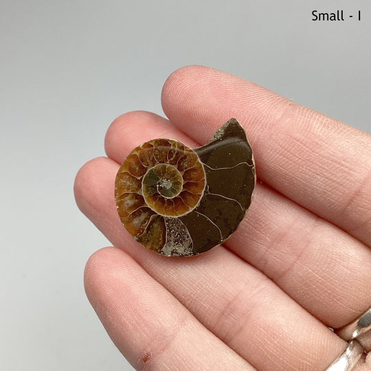 Chambered Ammonite