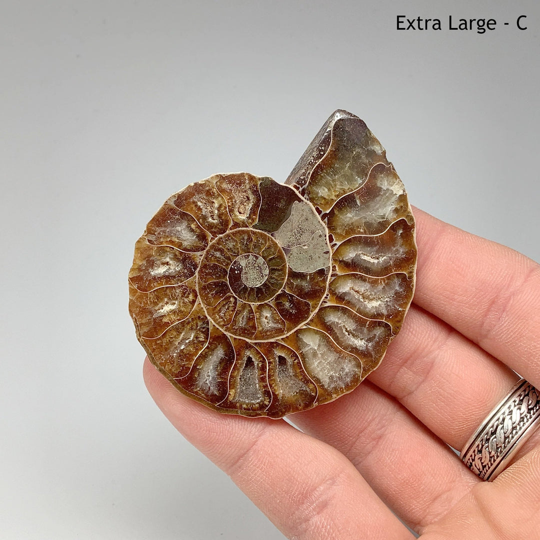 Chambered Ammonite