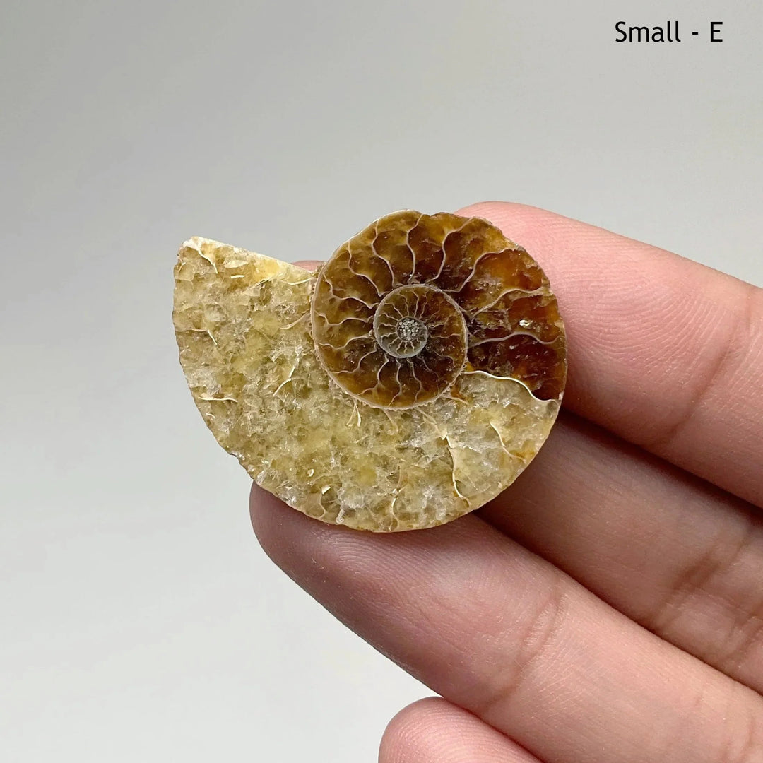 Chambered Ammonite