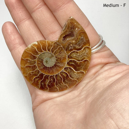 Chambered Ammonite