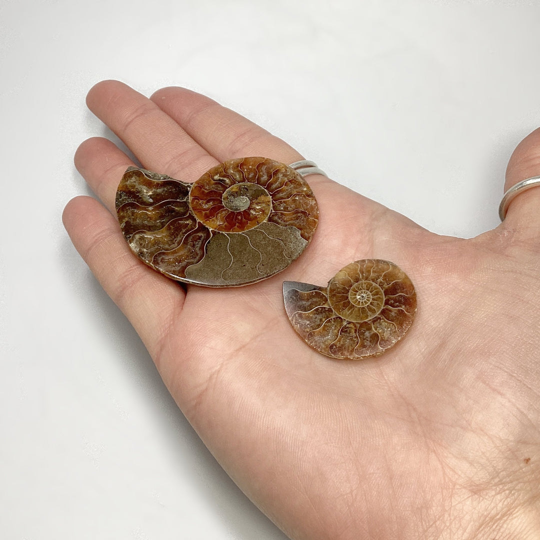 Chambered Ammonite