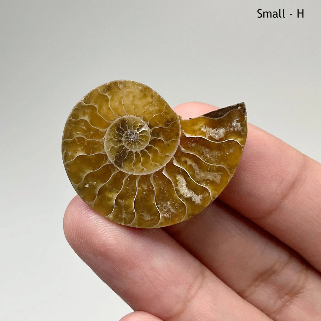 Chambered Ammonite