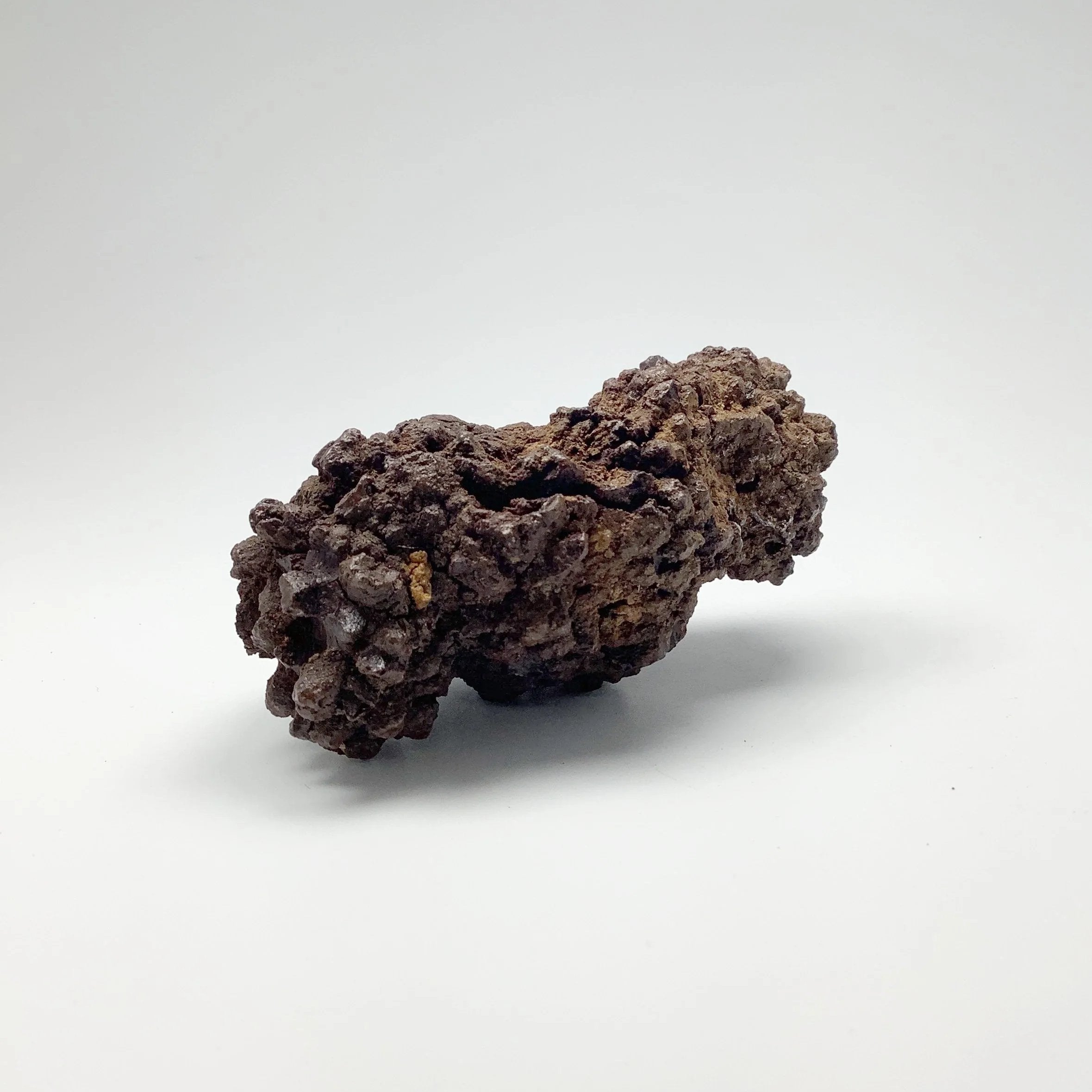 Coprolite