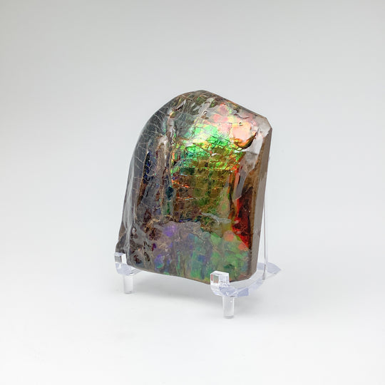 Ammolite Specimen