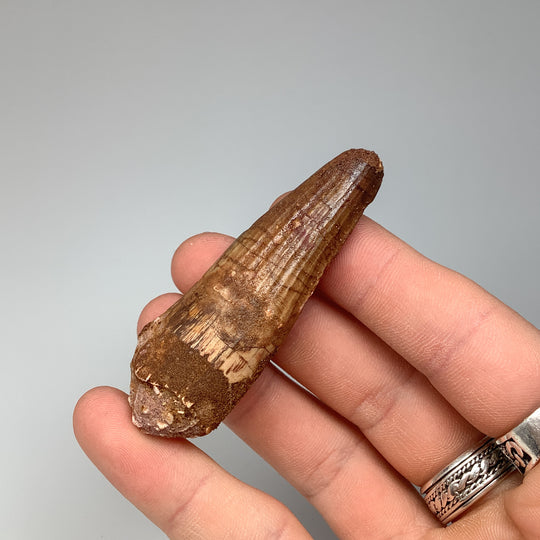 Fossilized Spinosaurus Tooth Specimen