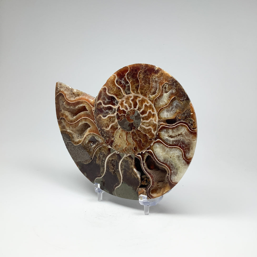 Chambered Ammonite