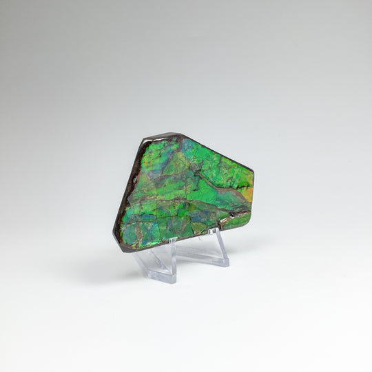 Ammolite Specimen