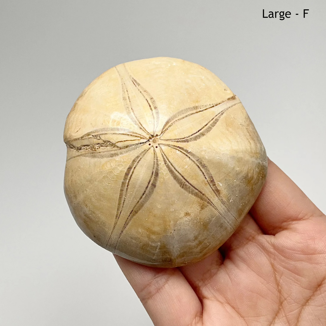 Sea Urchin Fossil