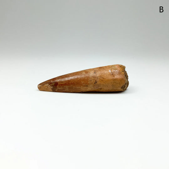 Fossilized Spinosaurus Tooth Specimen