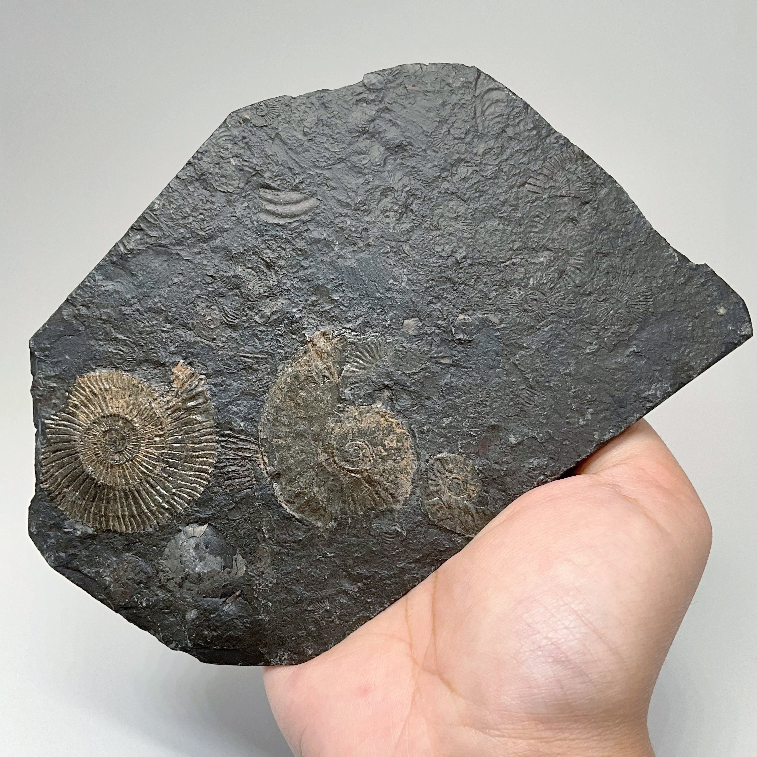 Dactylioceras Ammonite