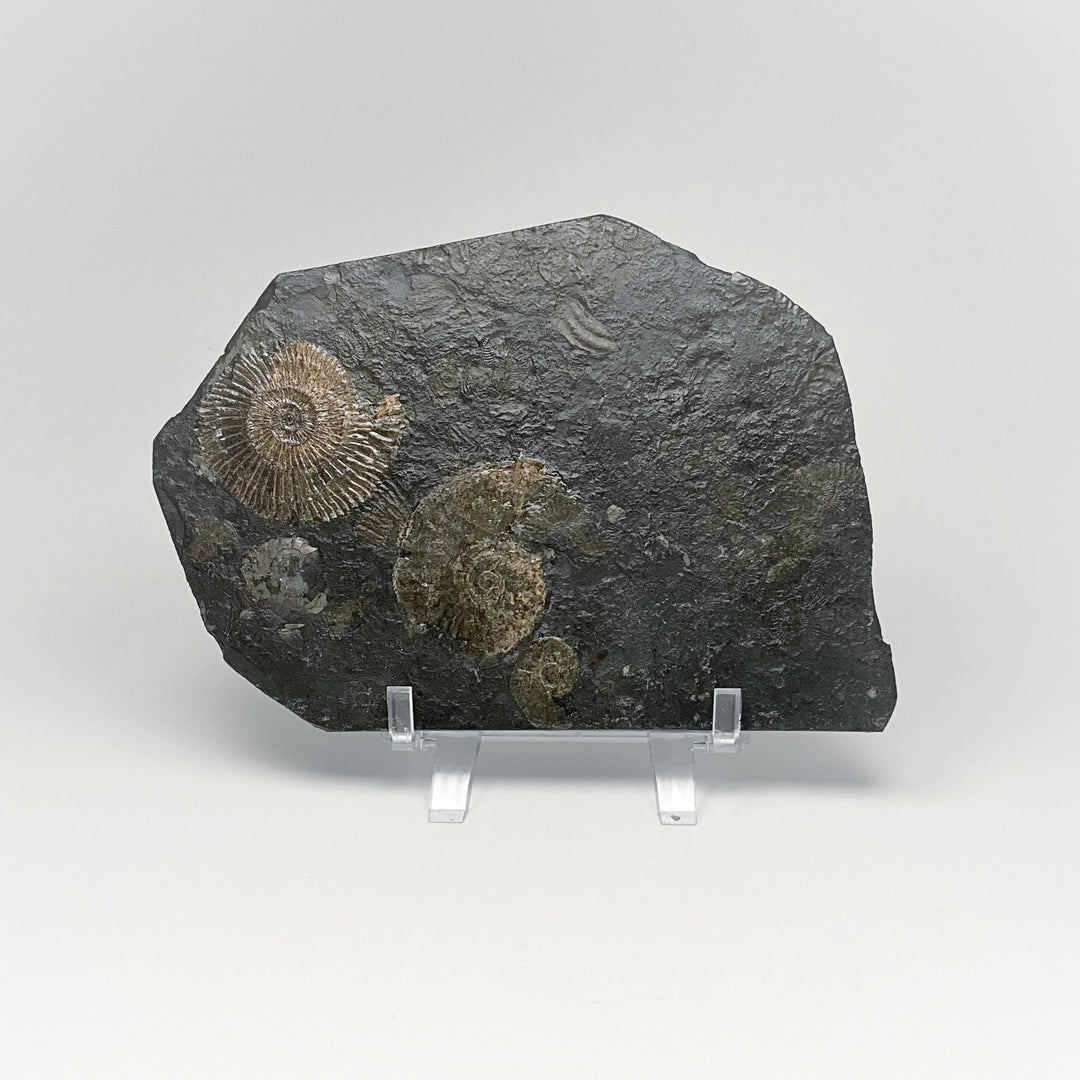 Dactylioceras Ammonite