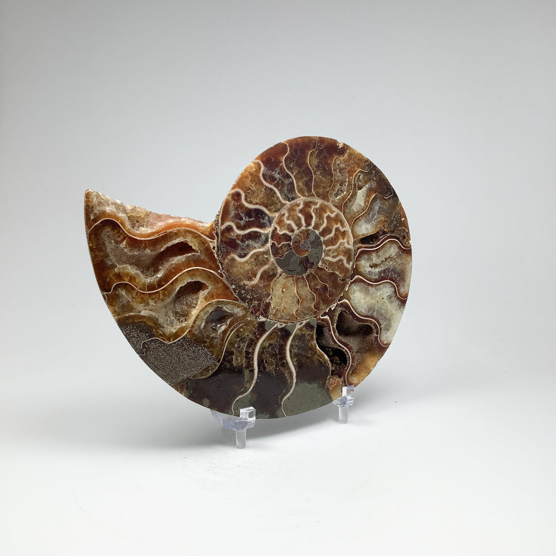 Chambered Ammonite