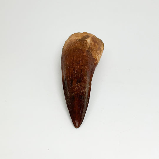 Fossilized Spinosaurus Tooth Specimen