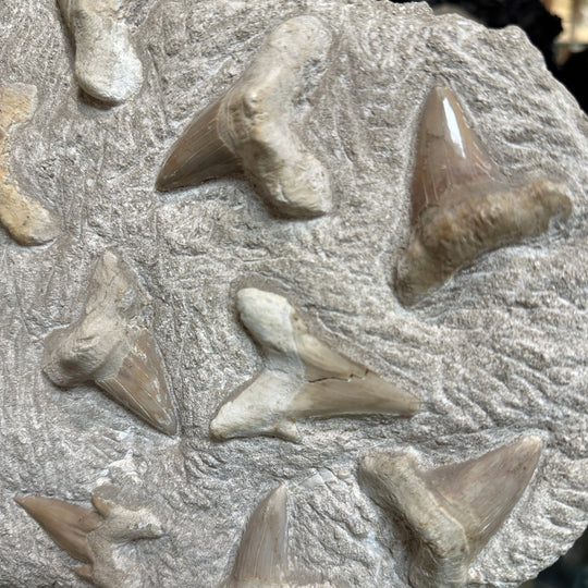 Fossilized Otodus/Lamna Shark Tooth Specimen in Matrix