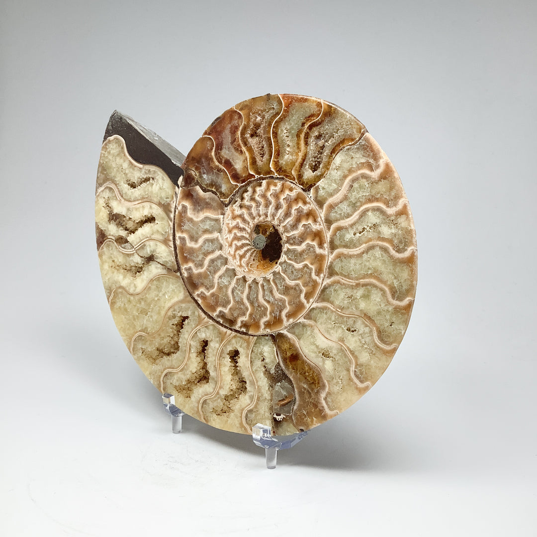 Chambered Ammonite