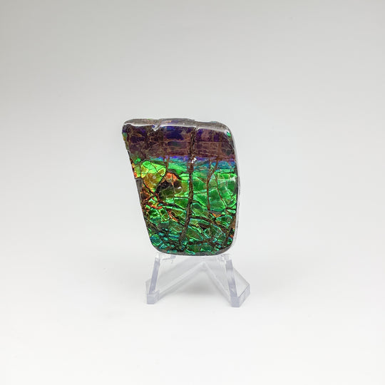 Ammolite Specimen