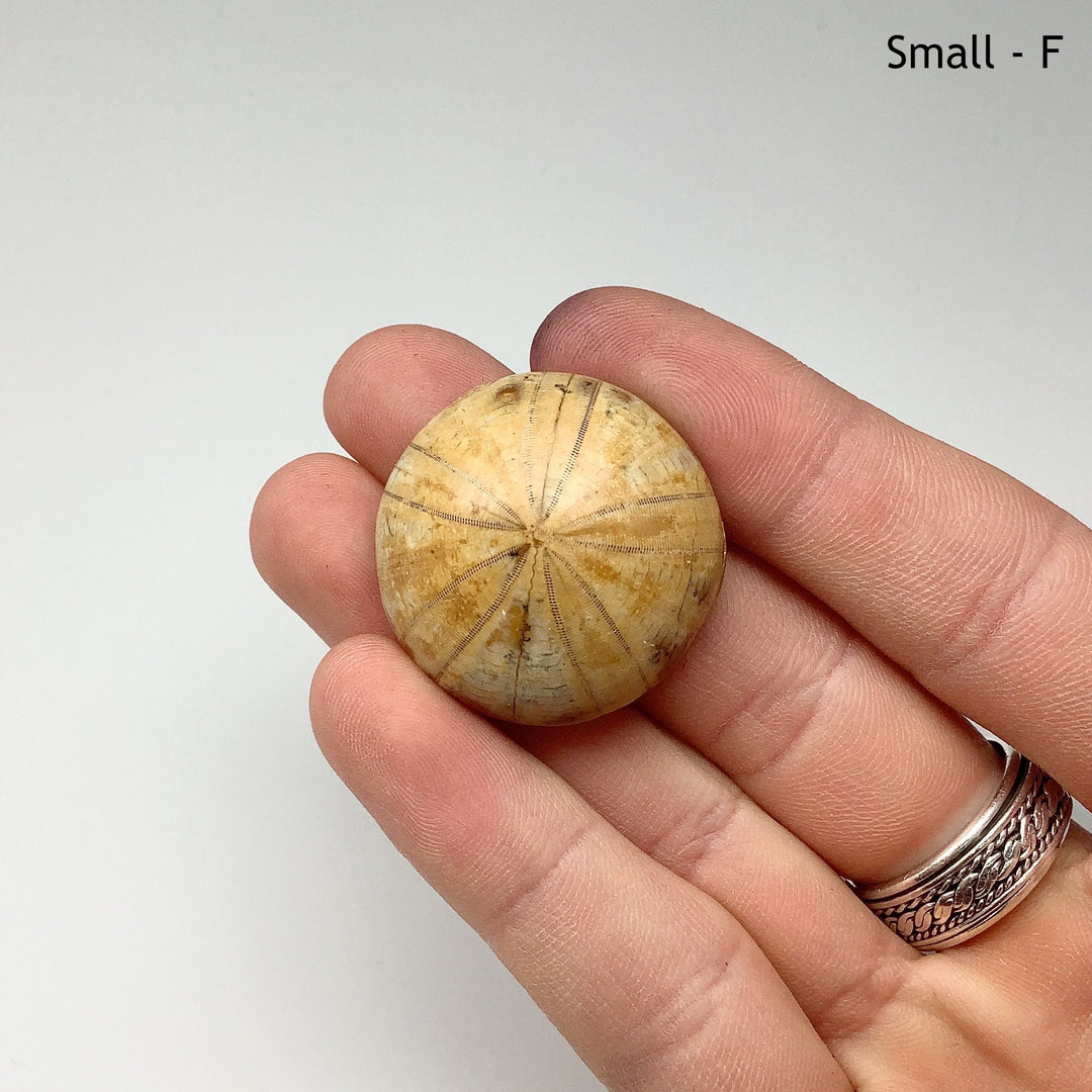 Sea Urchin Fossil