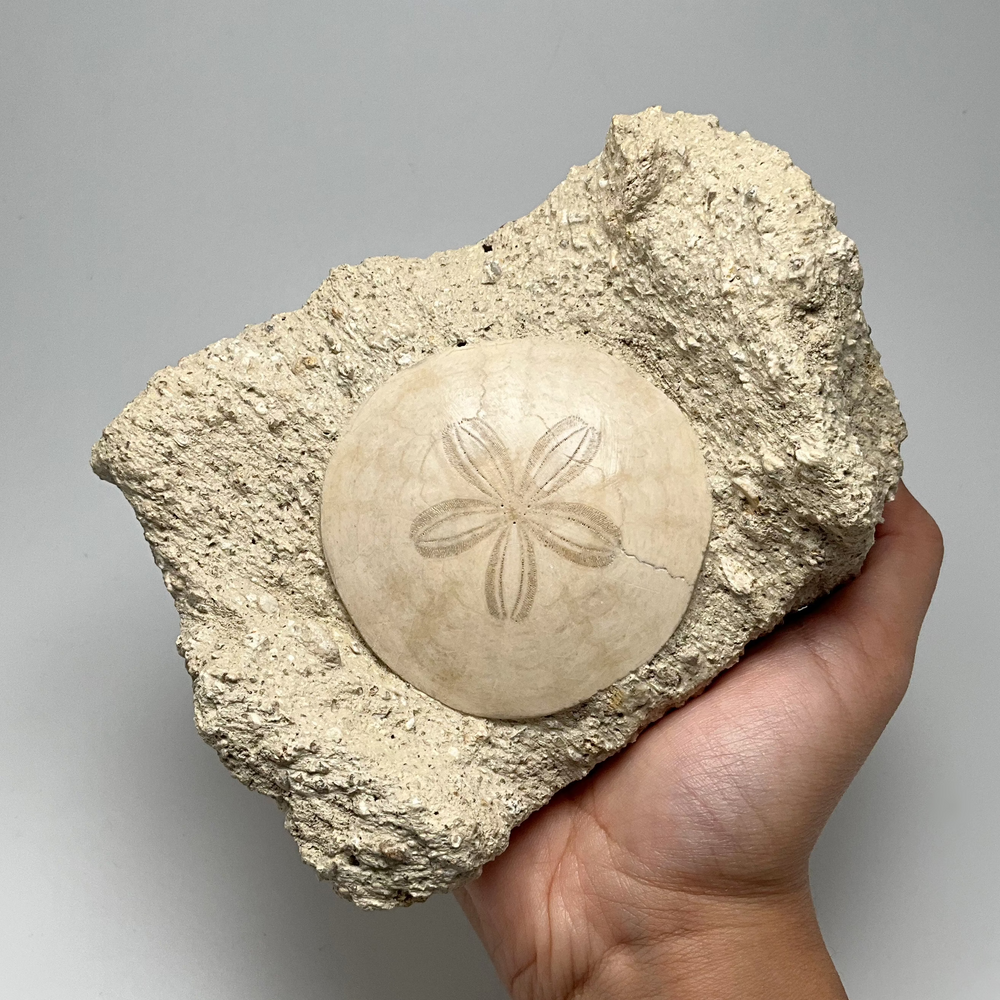 Sand Dollar Fossil in Matrix