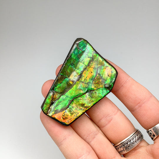 Ammolite Specimen