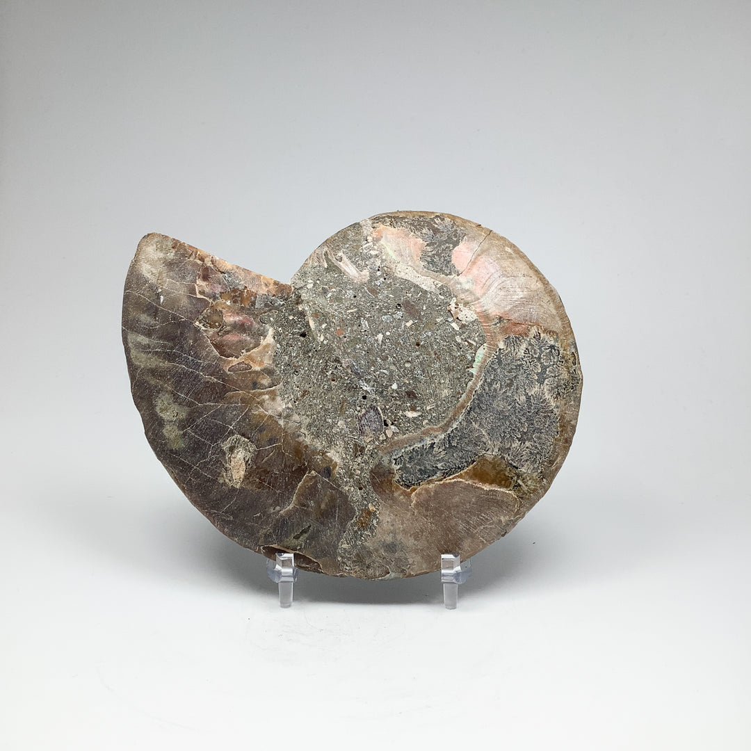 Chambered Ammonite