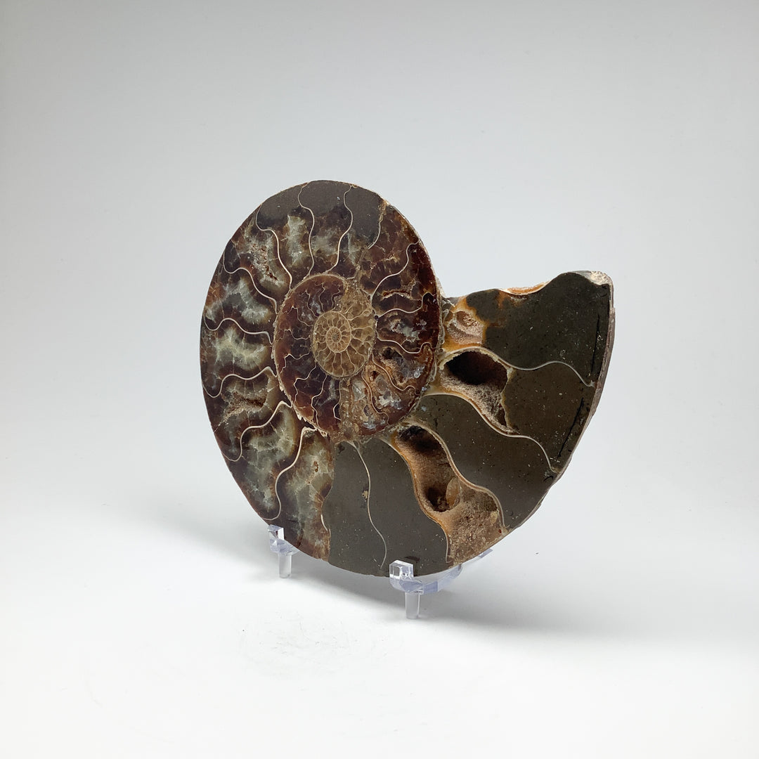 Chambered Ammonite