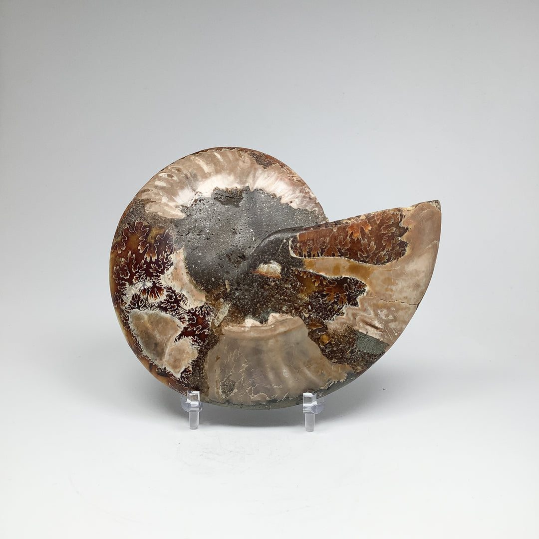 Chambered Ammonite