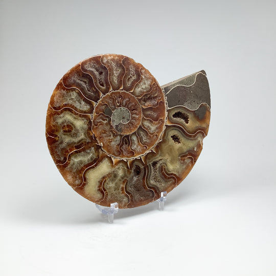 Chambered Ammonite