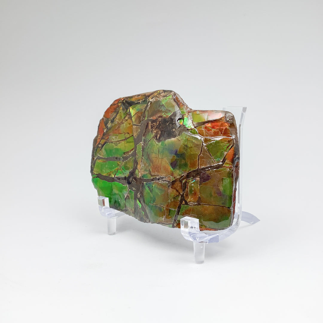 Ammolite Specimen